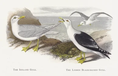La gaviota de Islandia, La gaviota sombría